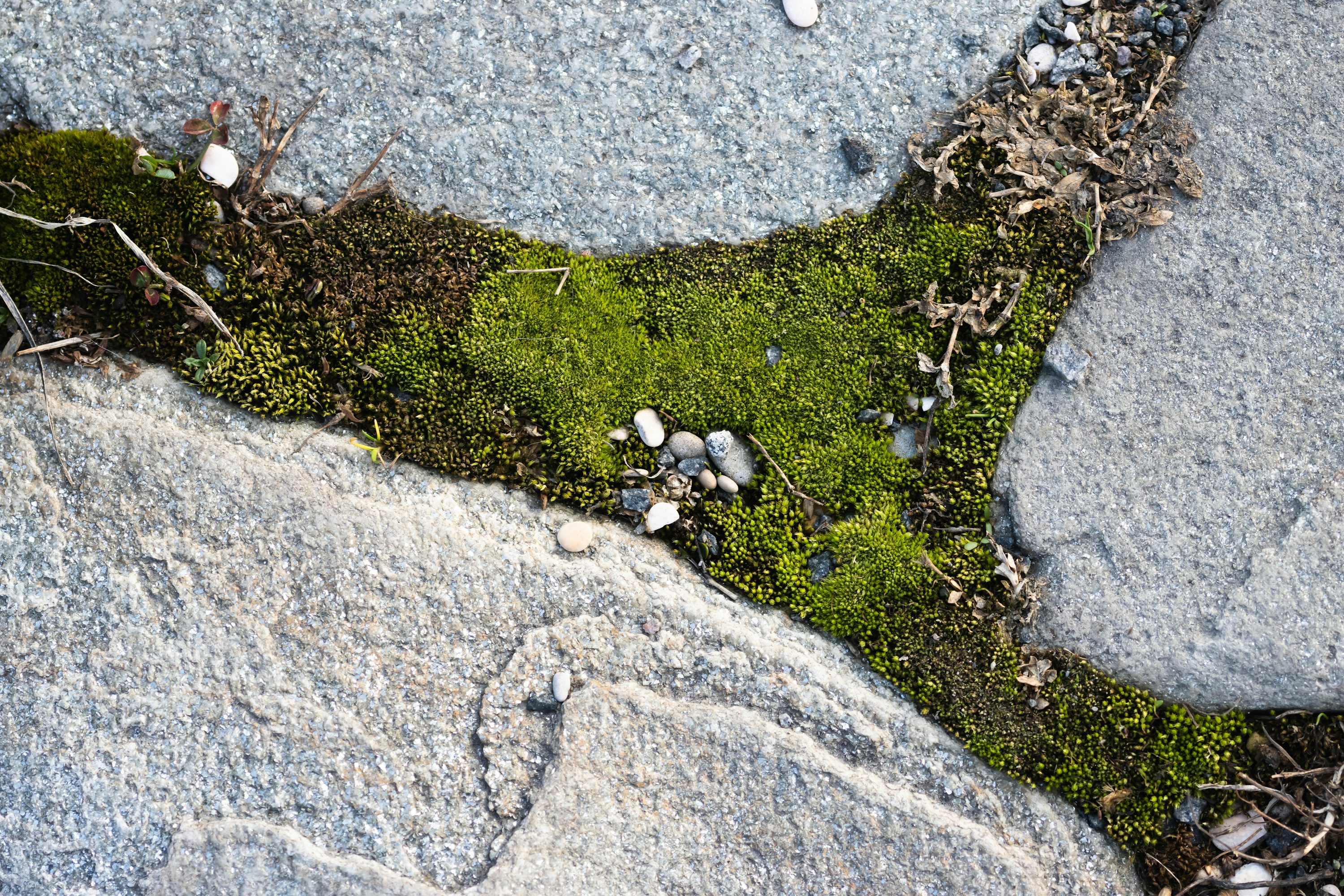 Does sidewalk moss have Buddhanature?